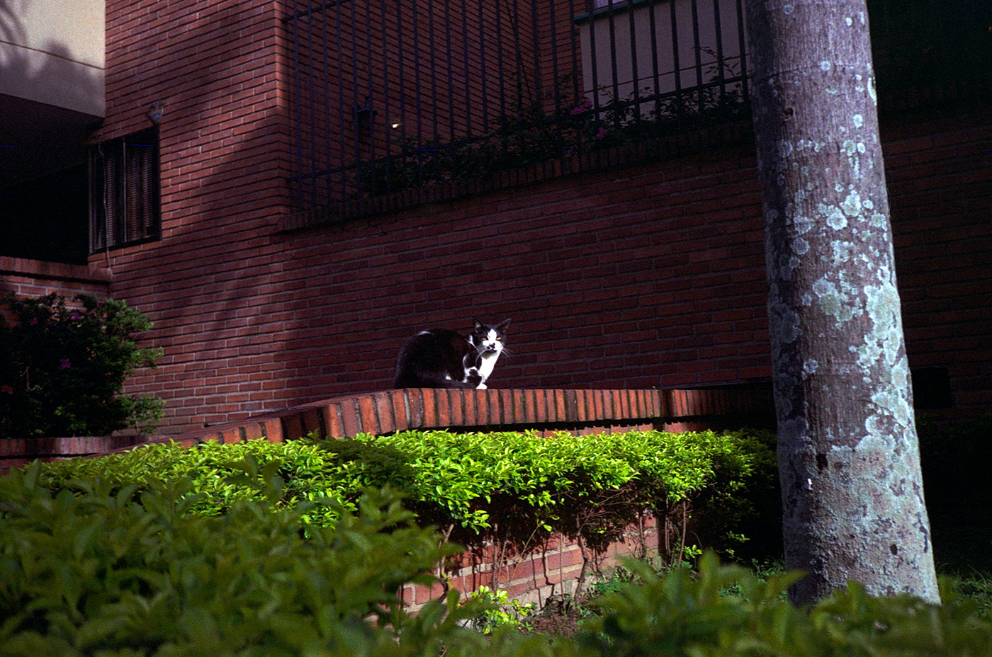 gato